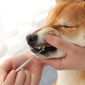 Pet dog cat cat tartar calculus cleaning special tools cat and dog beauty tooth pen pet cleaning accessories supplies