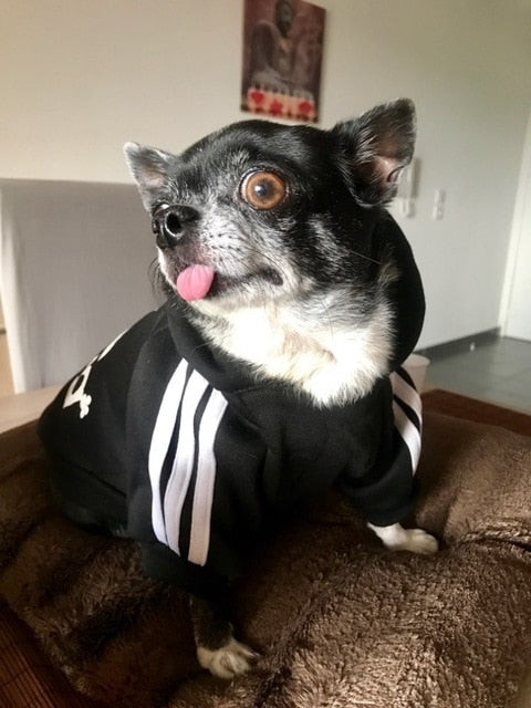 A01 Brand Name Cheap Pet dog adidogs sweater clothes Small Puppy dogs Coat Hoodies clothes for Chihuahua Yorkshire sweatershirt
