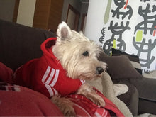 Load image into Gallery viewer, A01 Brand Name Cheap Pet dog adidogs sweater clothes Small Puppy dogs Coat Hoodies clothes for Chihuahua Yorkshire sweatershirt
